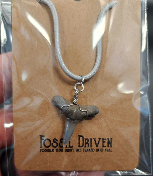 shark tooth jewelry